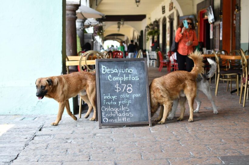 Aumentan jaurías de perros en el Centro Histórico de Tlaxcala; alertan por ataques