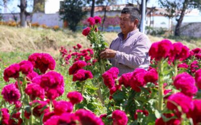 Inicia en Tepeyanco el corte de flor de cempasúchil y terciopelo que anuncia el Día de Muertos